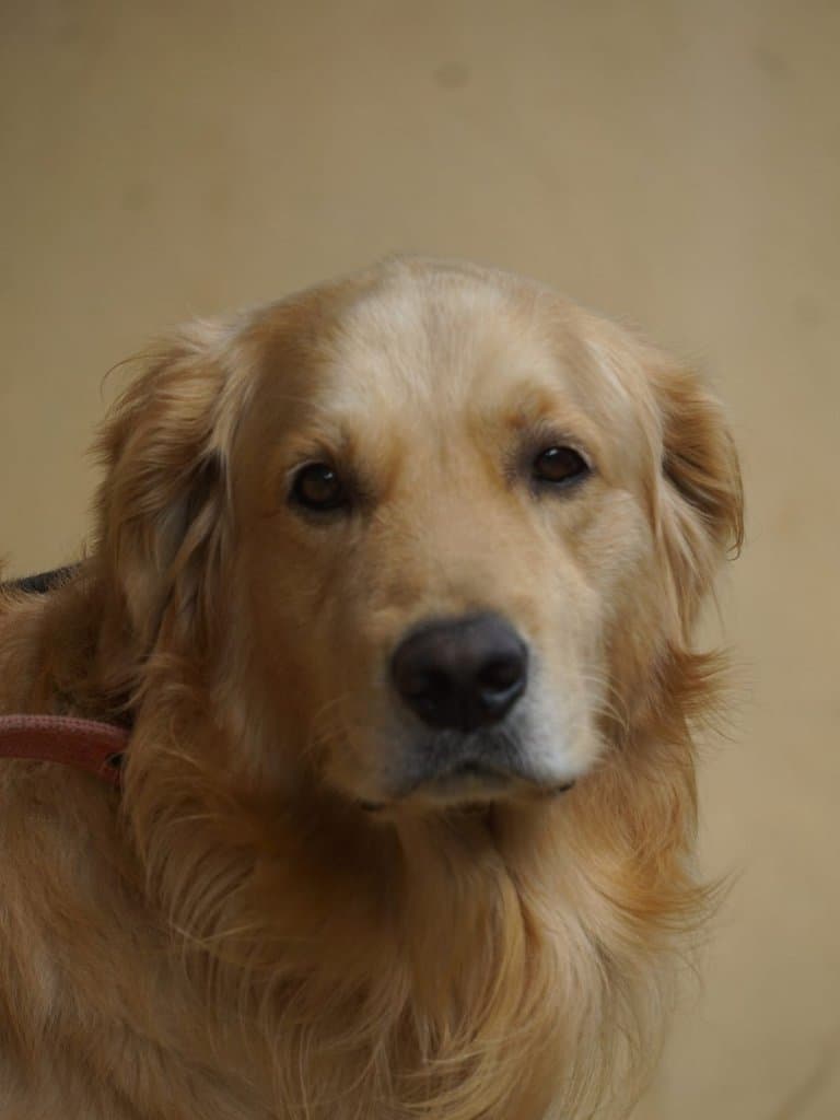 Original photo of Biscuit
