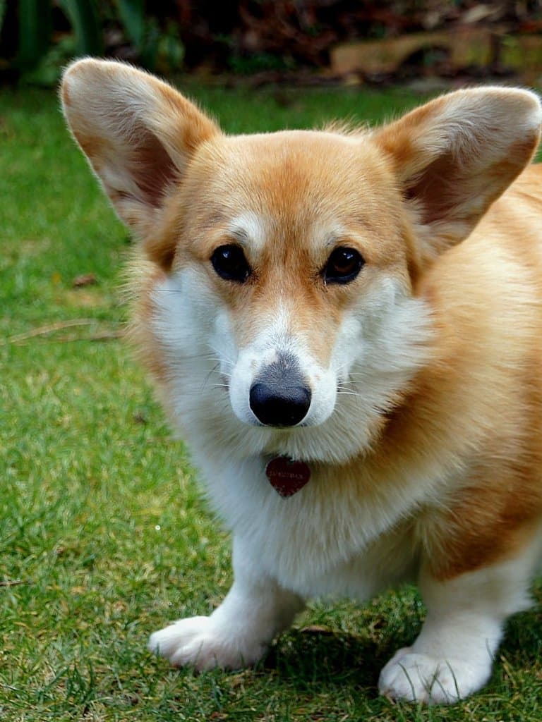 Original photo of Pippa