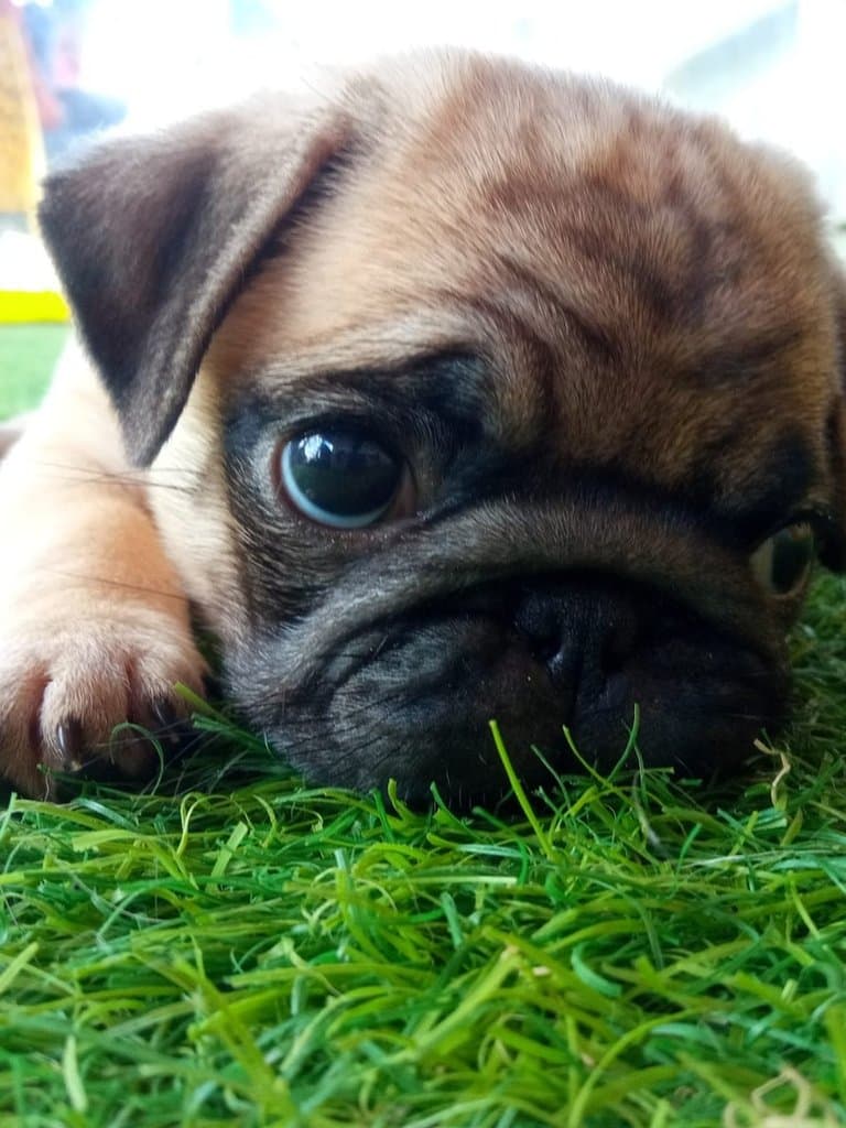 Original photo of Peanut
