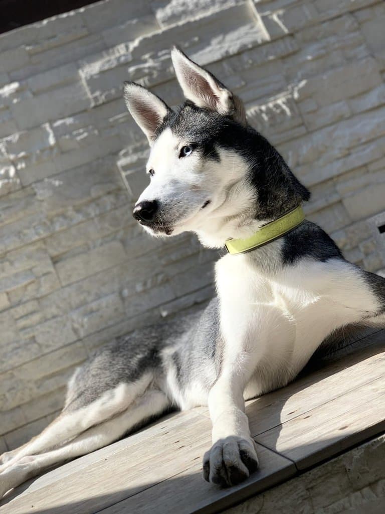 Original photo of Luna