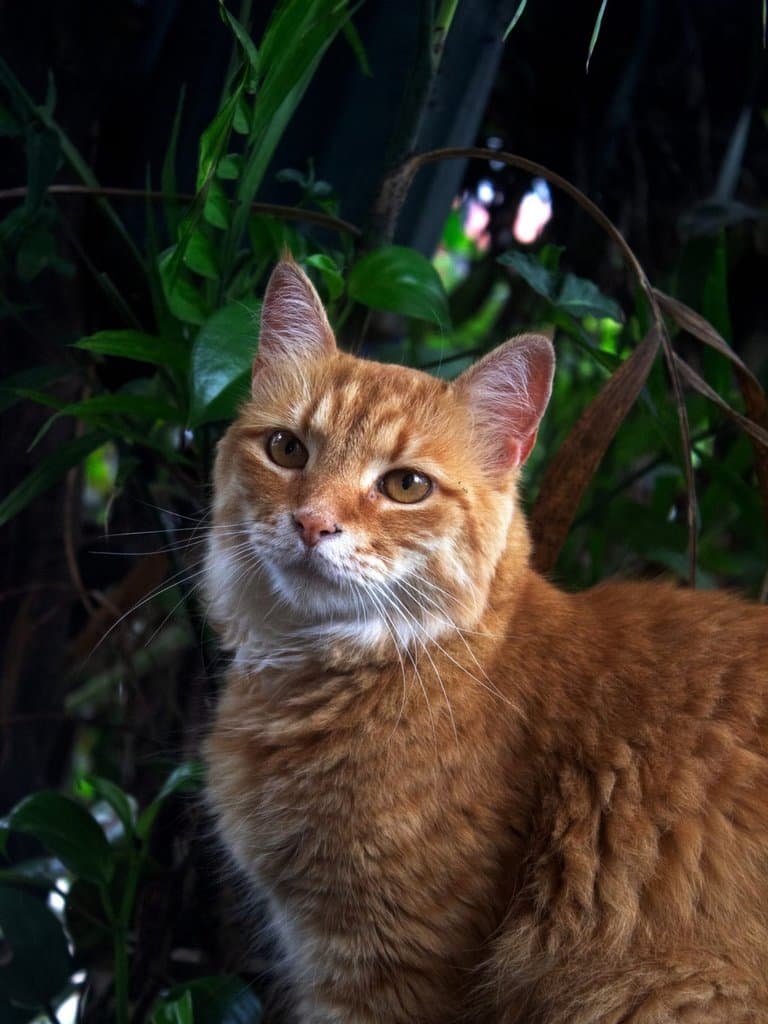 Original photo of Mango